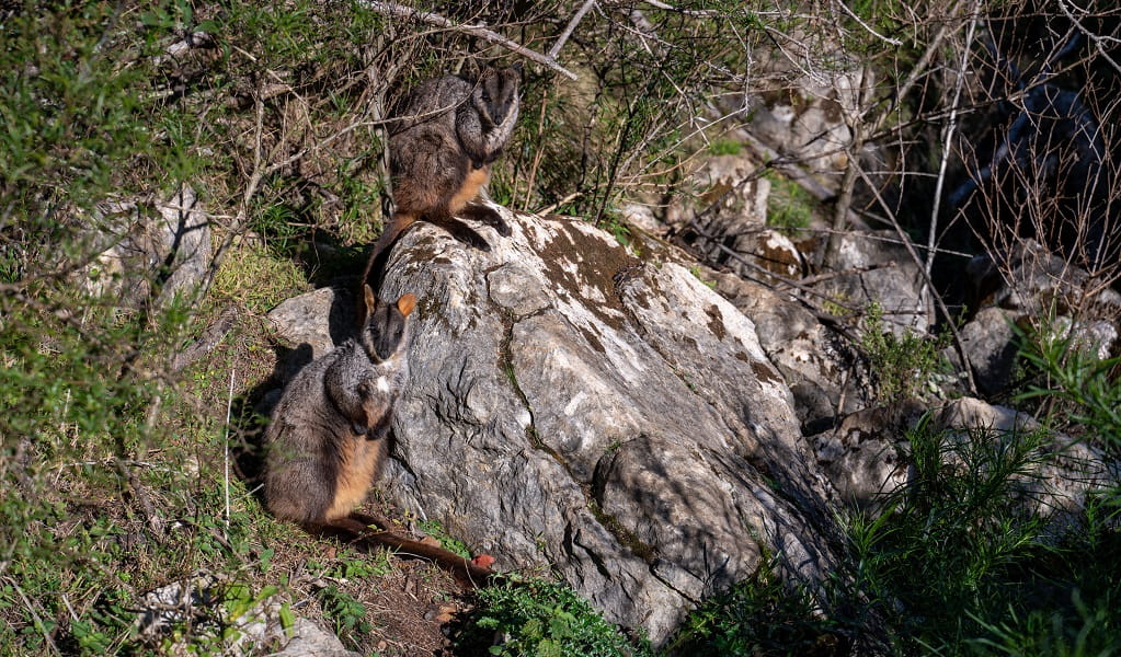 Two brush-tailed rock wallabies sit on rocks in Jenolan Karst Conservation Reserve. Photo: Jenolan Caves &copy; DPE