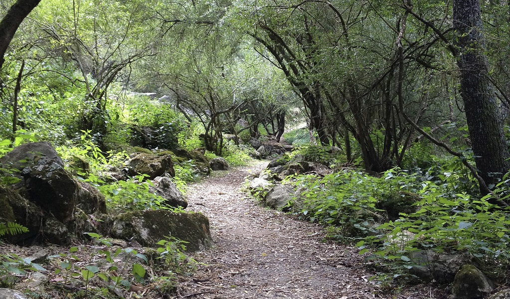 A winding forest path along McKeown's Valley walking track in Jenolan Karst Conservation Reserve. Photo: Jenolan Caves Trust &copy; OEH and photographer