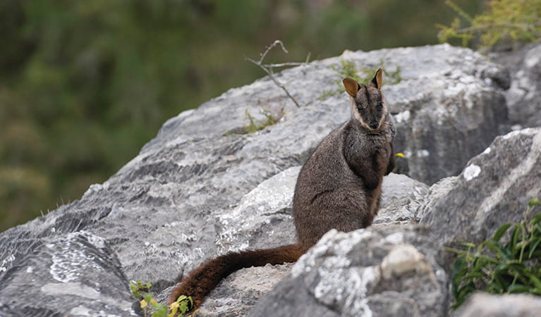 A brush-tailed rock wallaby sits on rocks in Jenolan Karst Conservation Reserve. Photo: Stuart Cohen/DPIE