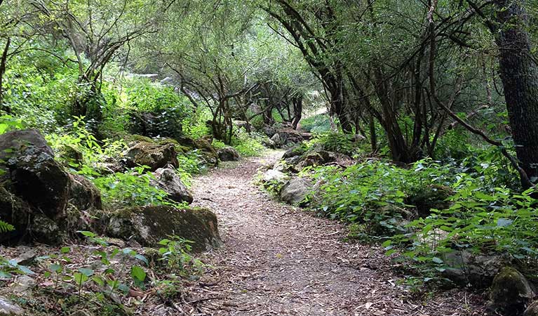 A winding forest path along McKeown's Valley walking track, Jenolan Karst Conservation Reserve. Photo: Jenolan Caves Trust &copy; OEH and photographer