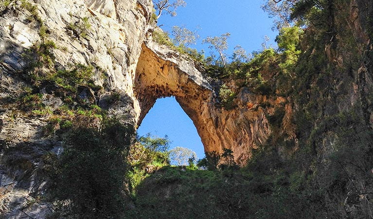 Looking up at Carlotta Arch from the walking track at Jenolan Karst Conservation Reserve. Photo: Jenolan Caves Trust/DPIE