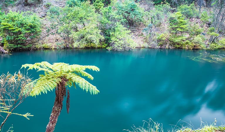 A green fern stands out against the aqua waters of Blue Lake at Jenolan Karst Conservation Reserve. Photo: Rosie Nicolai/DPIE