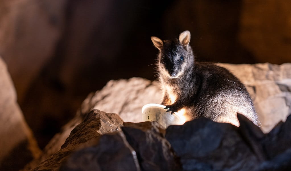 A brush-tailed rock wallaby spotted in the caves at Jenolan Karst Conservation Reserve. Photo: Jenolan Caves &copy; DPE