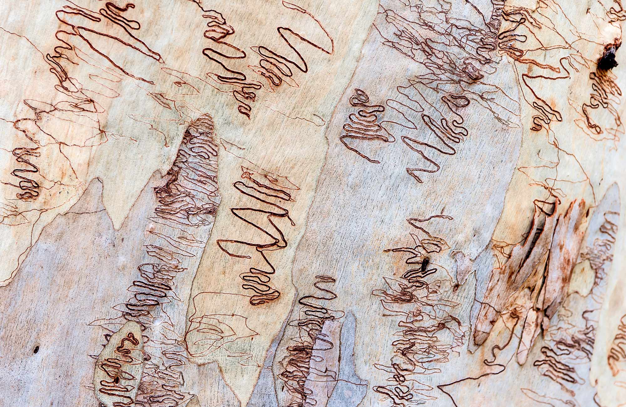 Close up detail of scribbly gum tree bark, Jervis Bay National Park. Photo: Michael Van Ewijk &copy; DPIE