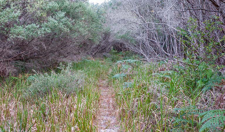 Coastal bush track near Bull Hole lookout, Jervis Bay National Park. Photo: Michael Van Ewijk &copy; DPIE