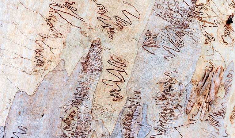 Close up detail of scribbly gum tree bark, Jervis Bay National Park. Photo: Michael Van Ewijk &copy; DPIE