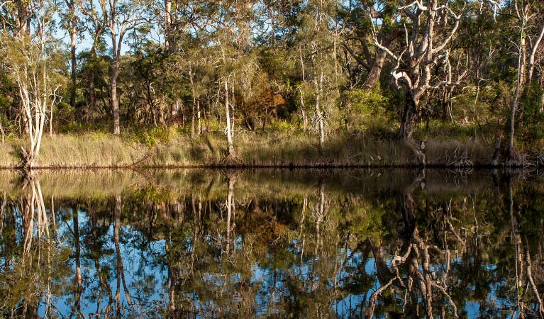 Trees reflected in Coonemia Creek at Jervis Bay National Park. Photo: Michael Van Ewijk &copy; DPIE