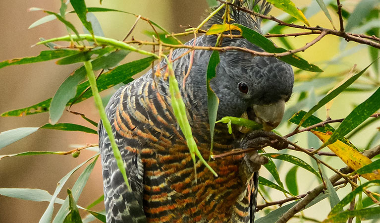 Close up of a gang gang cockatoo in a tree, Jervis Bay National Park. Photo: Christopher Grounds &copy; Christopher Grounds