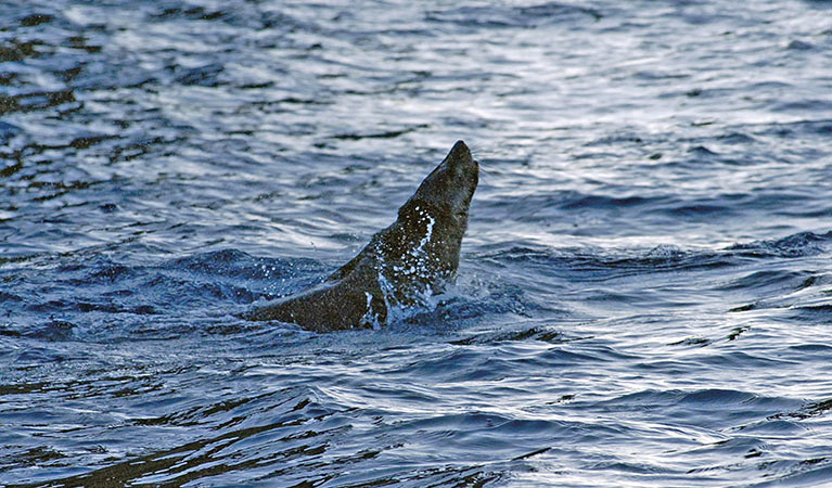 A seal pokes its head out of water in Jervis Bay. Photo: Michael Van Ewijk &copy; DPIE