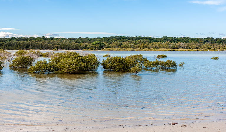 Mangroves in Carama Inlet along Hare Point walking track, Jervis Bay National Park. Photo: Michael van Ewijk &copy; OEH
