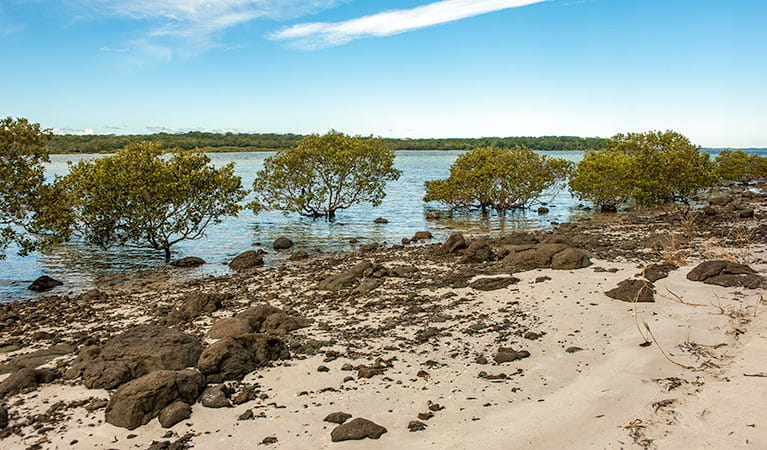 Mangroves on the shoreline at Carama Inlet, Jervis Bay National Park. Photo: Michael Van Ewijk &copy; DPIE