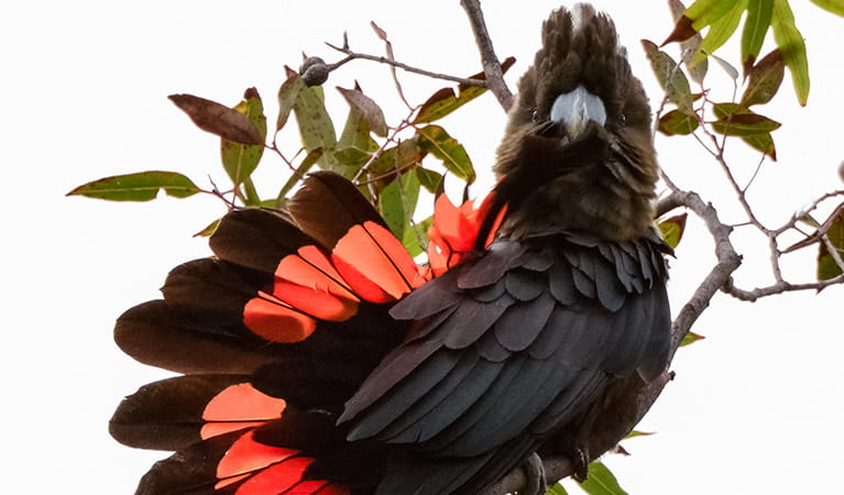 Close up of a glossy black cockatoo in a tree, Jervis Bay National Park. Photo: Christopher Grounds &copy; Christopher Grounds