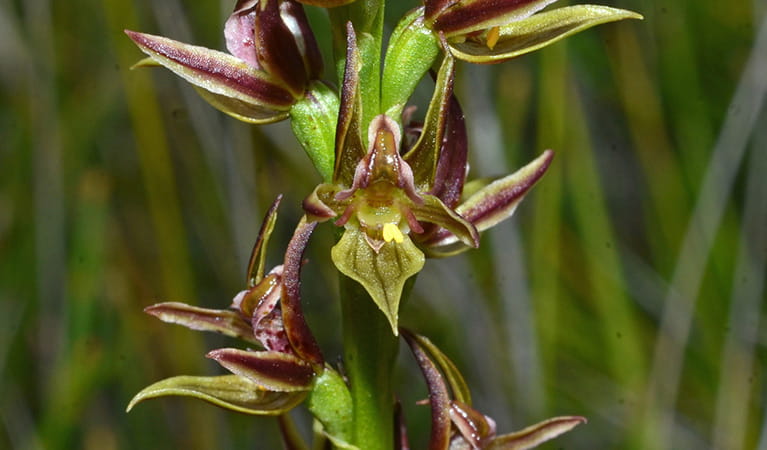 Close up of flowering Jervis Bay leek orchid. Photo: Alan Stephenson &copy; Alan Stephenson