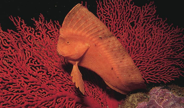 Orange fish amongst red coral in Jervis Bay Marine Park. Photo: Michael Cufer &copy; Michael Cufer