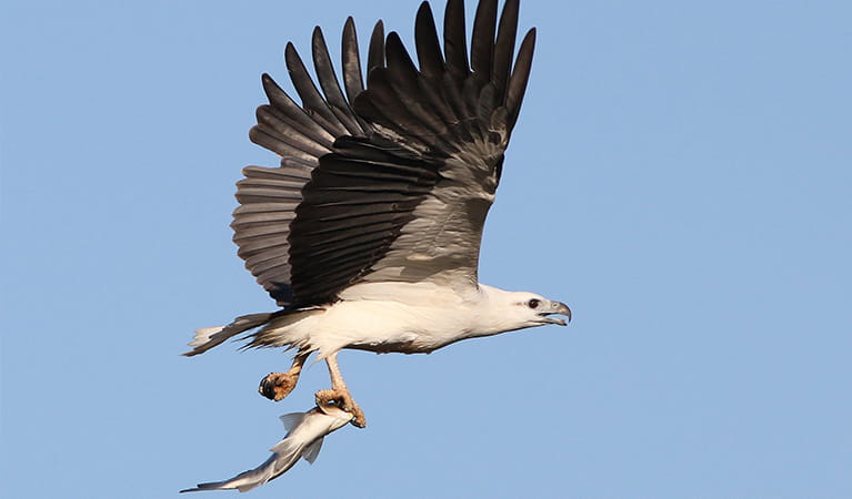 A juvenile white-bellied sea eagle clutches a fish in a claw while flying. Photo: Lachlan Copeland &copy; Lachlan Copeland