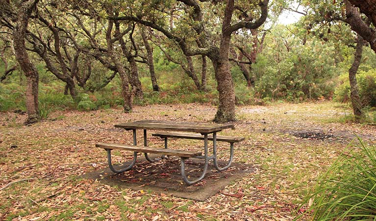 Picnic table under trees, Red Point picnic area, Jervis Bay National Park. Photo: Andrew Richards &copy: Andrew Richards