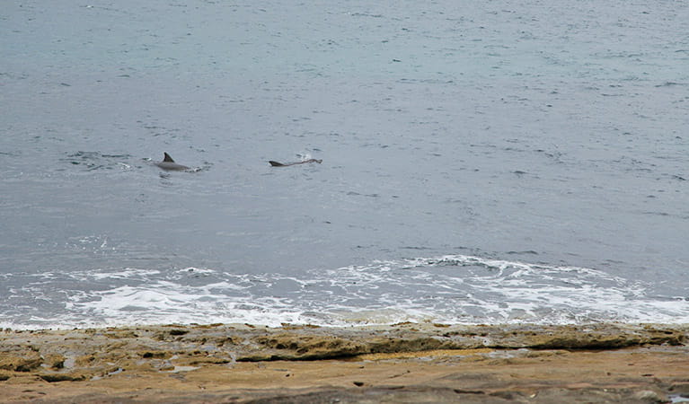 Two dolphins near the shore, Jervis Bay National Park. Photo: Andrew Richards &copy; Andrew Richards