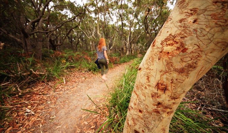 A woman walks along Scribbly Gum track, Jervis Bay National Park. Photo: Andrew Richards &copy; Andrew Richards