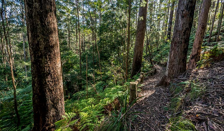 Muirs lookout, Jilliby State Conservation Area. Photo: John Spencer