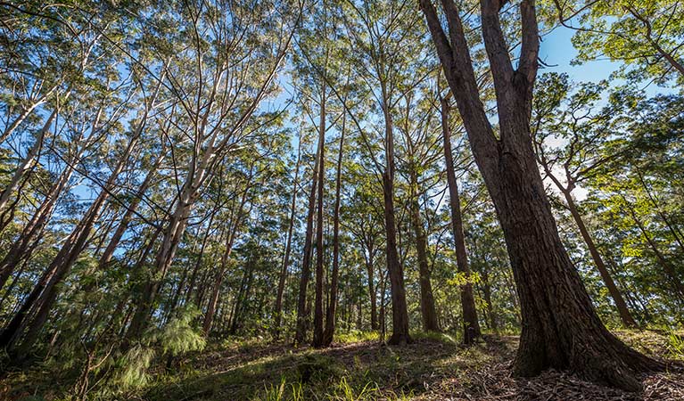 Muirs lookout, Jilliby State Conservation Area. Photo: John Spencer