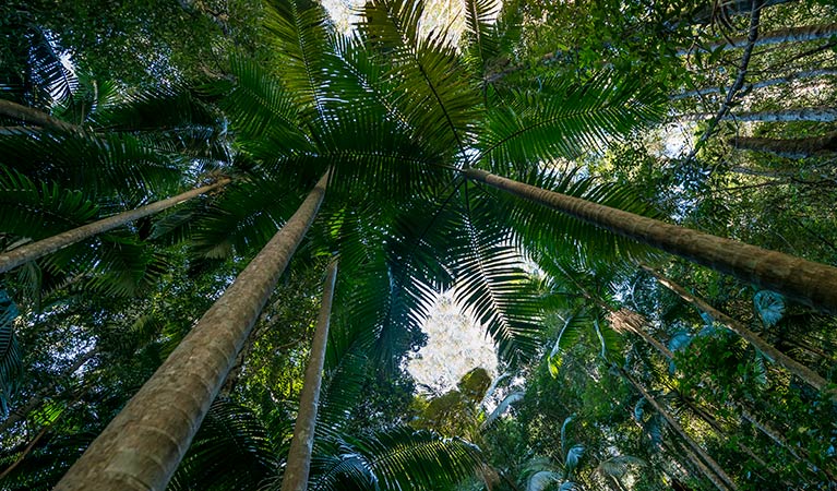 Jilliby State Conservation Area. Photo: John Spencer/OEH