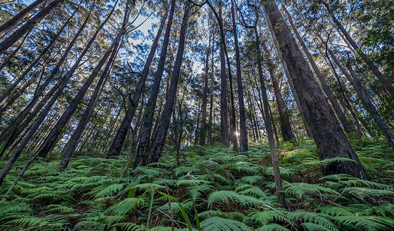 Jilliby State Conservation Area. Photo: John Spencer/OEH