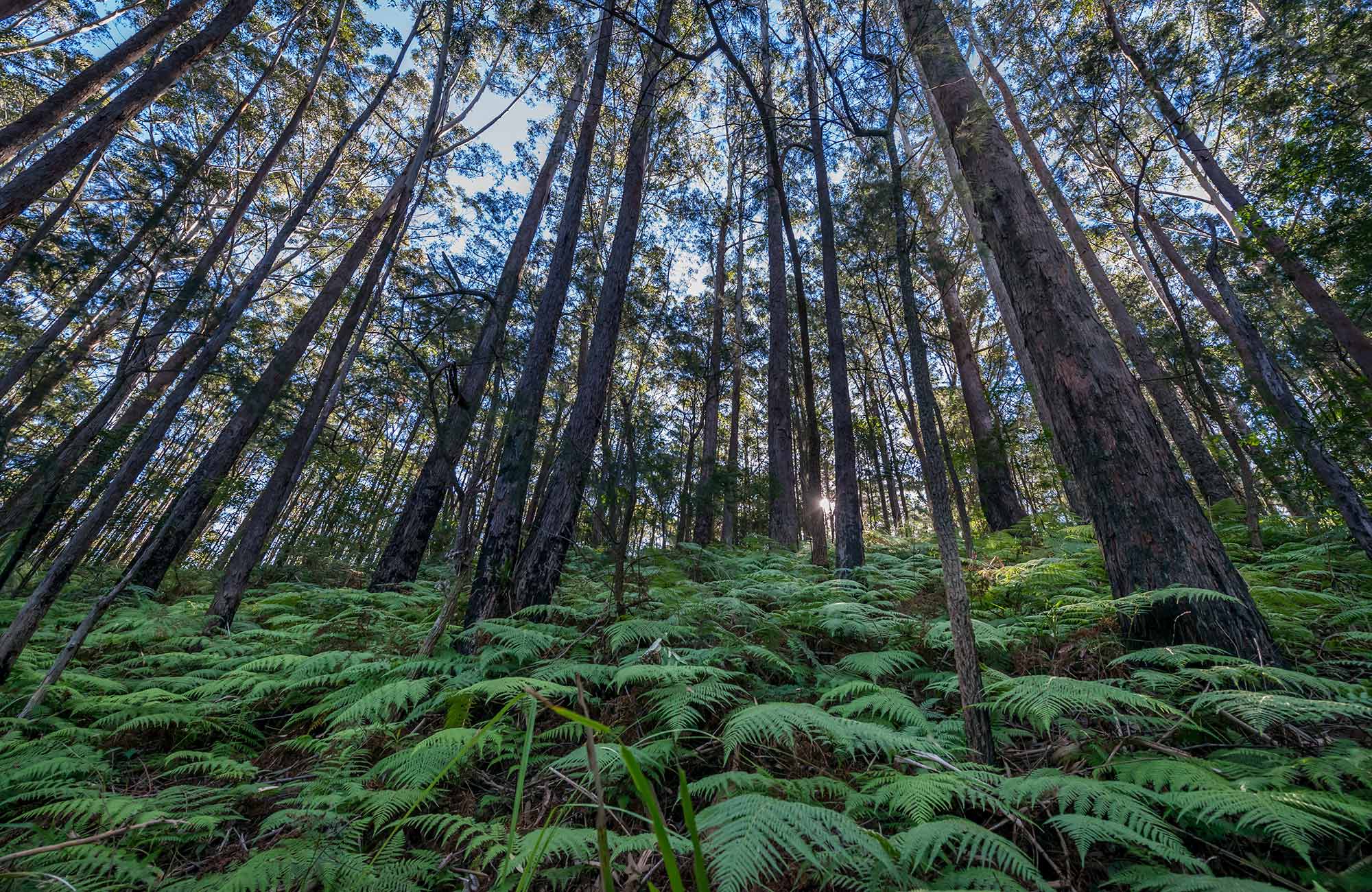 Jilliby State Conservation Area. Photo: John Spencer/OEH