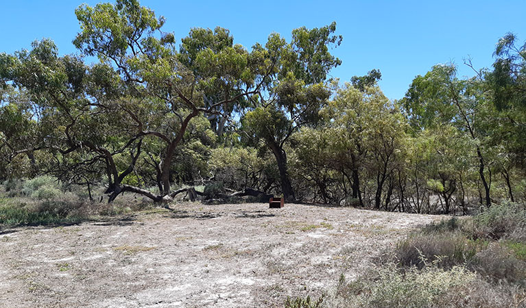 A wood barbecue at one of the campsites in Lachlan River campground, surrounded by red river gums and river cooba in Kaylarr National Park. Photo: Jessica Murphy &copy; DPIE