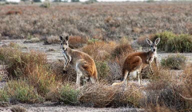 Two red kangaroos pause, surrounded by saltbush at Kalyarr National Park. Photo: Samantha Ellis &copy; DPIE