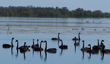 Black swans on Ita Lake, Kalyarr National Park, 30km from Hay. Photo: Jess Murphy, &copy; DCCEEW