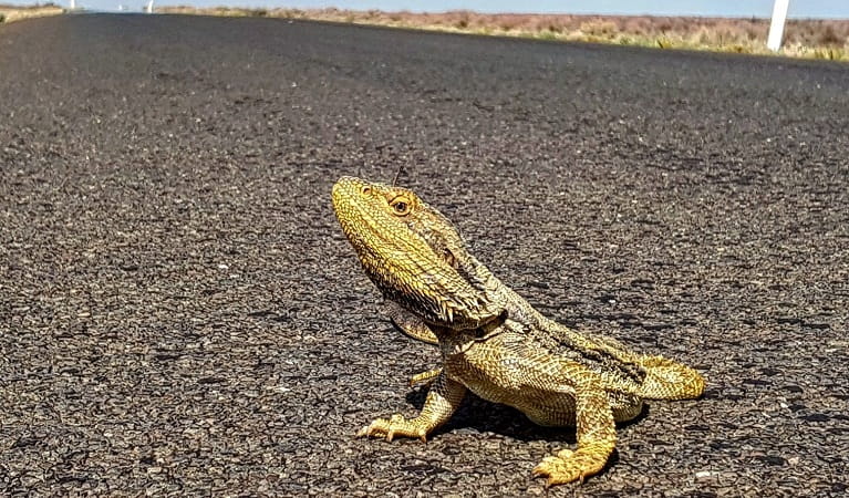 A lizard basking on the road at Kalyarr National Park. Photo: Samantha Ellis &copy; DPIE