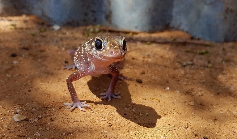 A tiny frog pauses in the shade at Kalyarr National Park. Photo: Samantha Ellis &copy; DPIE