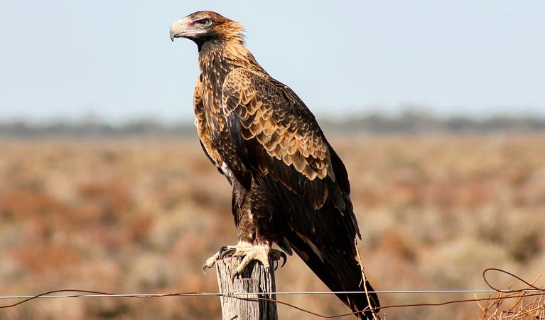 A wedge-tailed eagle perches on a fencepost at Kalyarr National Park. Photo: Samantha Ellis &copy; DPIE