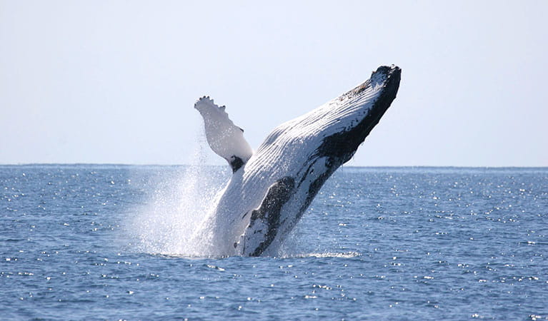 A humpback whale breaching. Photo &copy; Wayne Reynolds