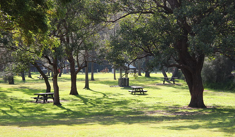 Wide view of grassy parkland dotted with mature trees and picnic tables. Photo credit: Natasha Webb &copy; Natasha Webb