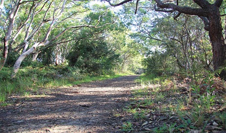 Path through sun-dappled coastal woodland, with tree branches arching overhead. Credit and &copy; Natasha Webb/DCCEEW
