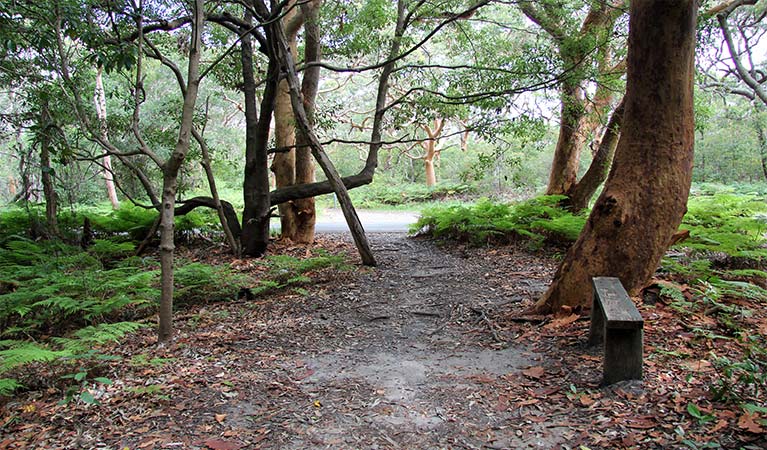 Walking path through shaded open forest, with a wooden bench in the foreground. Photo: Natasha Webb/OEH