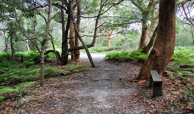 Walking path through shaded open forest, with a wooden bench in the foreground. Photo credit and &copy; Natasha Webb/DCCEEW