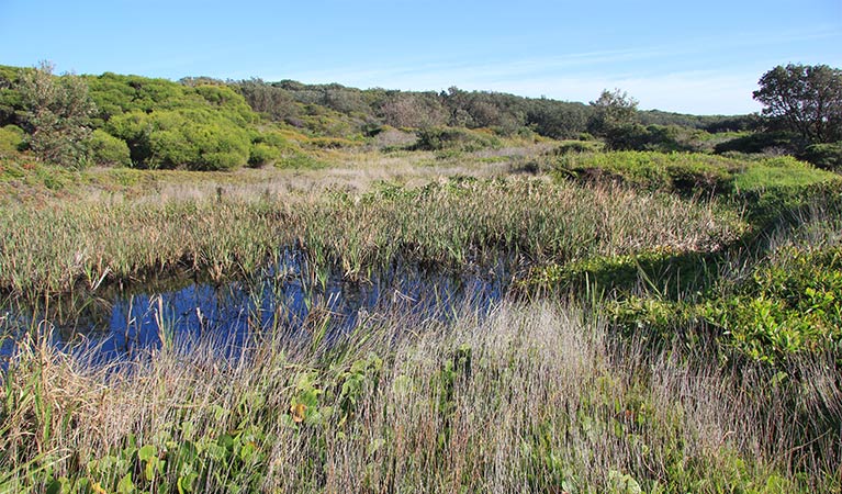 Open shrubby heathland with reeds and a small swamp.  Photo credit and &copy; Natasha Webb/DCCEEW