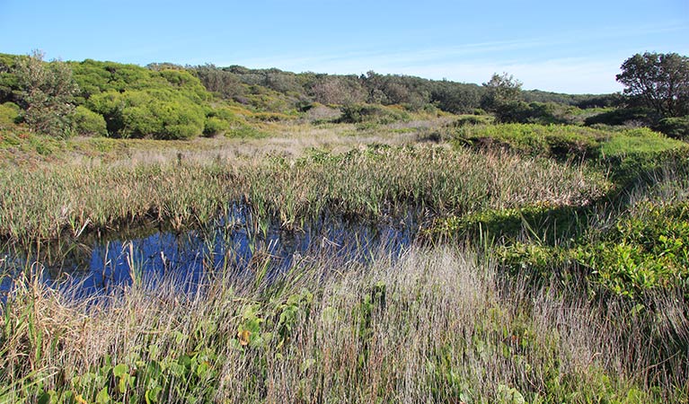 Open shrubby heathland with reeds and a small swamp.  Photo: Natasha Webb