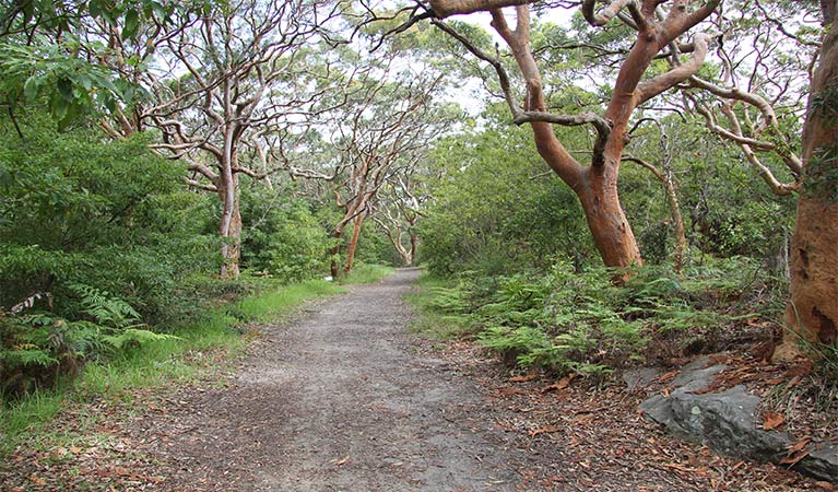 Wide path surrounded by mature, gnarled trees with red trucks and green bushland. Photo credit and &copy; Natasha Webb/DCCEEW