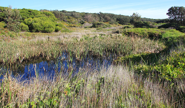 Coastal bushland with marsh along Yena track in Kamay Botany Bay National Park. Photo: Natasha Webb/DPIE