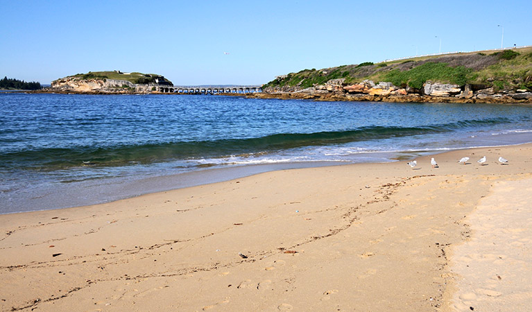 View across sandy Congwong Beach and a group of seagulls, with Bare Island in the background. Photo: Kevin McGrath/OEH.