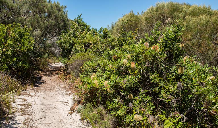 Henry Head walking track, Kamay Botany Bay National Park. Photo: John Spencer &copy; OEH