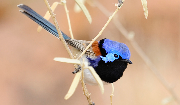 Superb fairy wren. Photo: Michael Van Ewijk