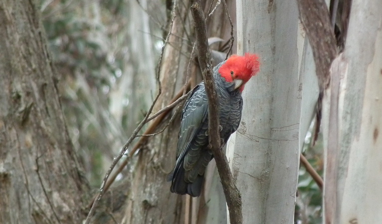 Gang Gang Cockatoos, Kanangra-Boyd National Park. Photo: M Jones/NSW Government