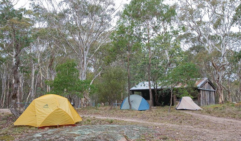 Tents at Boyd River campground, Kanangra-Boyd National Park. Photo: Nick Cubbin &copy; DPIE