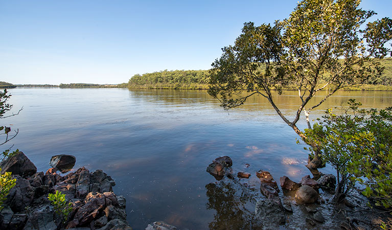 Little Mountain Campground, Karuah National Park. Photo: John Spencer/NSW Government