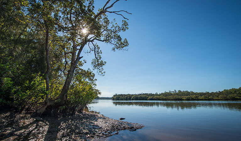 Tattersalls Campground, Karuah National Park. Photo: John Spencer/NSW Government