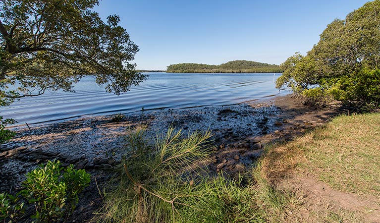 Tattersalls campground, Karuah National Park. Photo: John Spencer/NSW Government